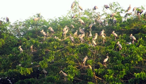 প্রতিশ্রুতিতেই সীমাবদ্ধ ‘অতিথি পাখি’ রক্ষা