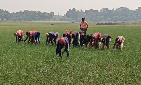 সালথায় পেঁয়াজ পরিচর্যার কাজে ব্যস্ত চাষিরা