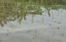 টানা বৃষ্টিতে রাজবাড়ীতে তলিয়ে গেছে ফসলি জমি