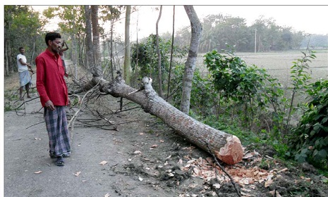 উজিরপুরে সরকারি গাছ লুটের অভিযোগ