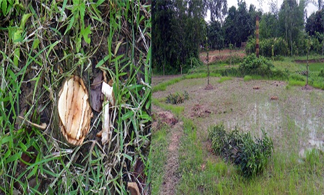 গাছের সঙ্গে শত্রুতা!