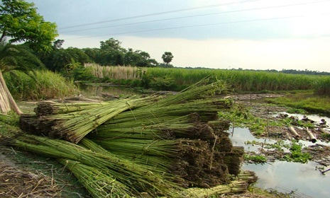 সনাতন পদ্ধতিতে পাট জাগ, দূষিত হচ্ছে পরিবেশ