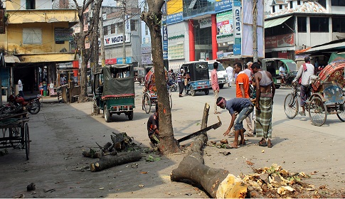 ফরিদপুরে ফলবতী গাছ কেটে পৌরসভার সৌন্দর্যবর্ধণ!