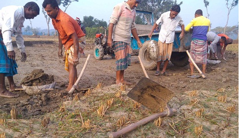 কৃষি জমির মাটি কেটে ইটভাটায়, নষ্ট হচ্ছে পরিবেশ