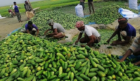 কেন্দুয়ায় জৈব বালাই নাশক পদ্ধতিতে ১০০ হেক্টর জমিতে হবে খিরা চাষ