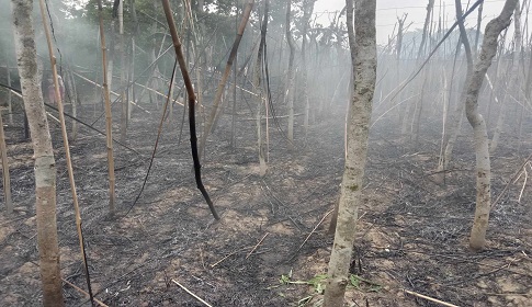 ৫০ বিঘা জমির পান ৩০ মিনিটে পুড়ে ছাই, ক্ষতি ৩ কোটি 