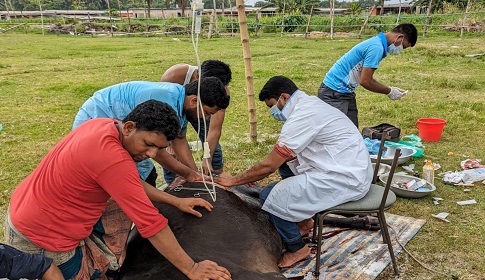 সুবর্ণচরে গাভীর সিজারিয়ান অপারেশন