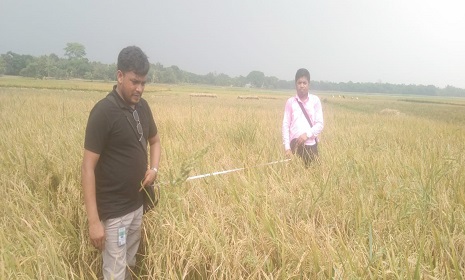 কেন্দুয়ায় বোরোর বাম্পার ফলন, দামে অখুশি, ফলনে খুশি কৃষক