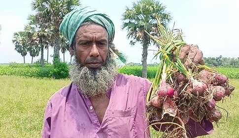 নগরকান্দায় গ্রীষ্মকালীন পেঁয়াজ চাষে সফলতা