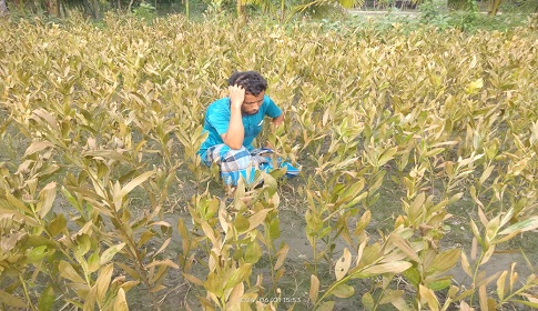 নোয়াখালীতে ৭৫ হাজার চারা গাছ পুড়িয়ে দিয়েছে দুর্বৃত্তরা