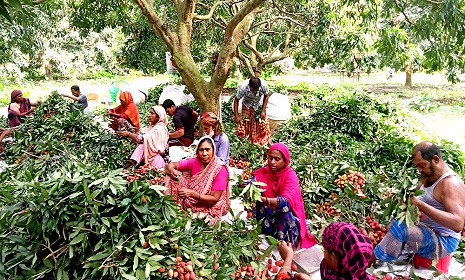 ঈশ্বরদীতে মজুরি বৈষম্যের শিকার লিচুকন্যারা