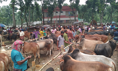 নীলফামারীতে কোরবানির পশুর হাটে জমজমাট কেনাবেচা, চাহিদার চেয়ে দ্বিগুণ পশু প্রস্তুত