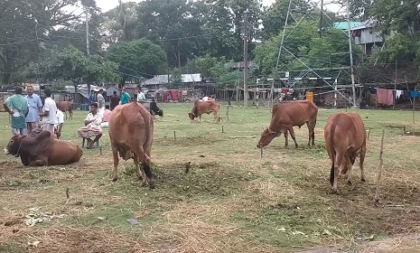 কাপ্তাইয়ের হাটে পর্যাপ্ত গরু থাকলেও নেই ক্রেতা