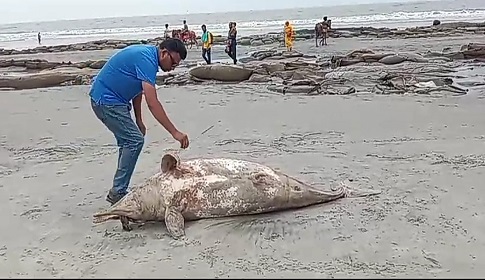 কুয়াকাটায় এবার ভেসে এলো ১০ ফুট লম্বা মৃত ডলফিন