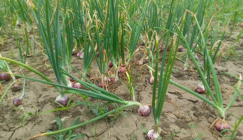 ফরিদপুরের সালথায় গ্রীষ্মকালীন পেঁয়াজ চাষ