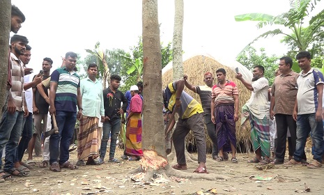 কেটে ফেলা হলো বিতর্কিত সেই কথা বলা গাছ  