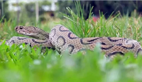 চাঁদপুর জুড়ে ‘রাসেলস ভাইপার’ আতঙ্ক, পর্যাপ্ত অ্যান্টিভেনম হাসপাতালে 