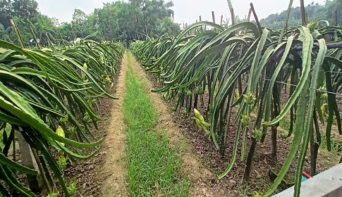 মাগুরায় ড্রাগন ফল চাষে আগ্রহ বেড়েছে 