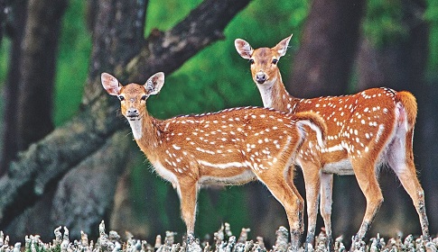 হরিণের উৎপাতে অতিষ্ঠ দক্ষিণ কোরিয়ার আনাম দ্বীপের মানুষ 