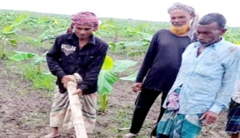 ঈশ্বরদীতে রাসেলস ভাইপারের ছোবলে রাজশাহী মেডিকেলে কৃষক