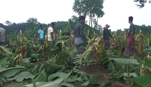 ফসলহানীর ‘রাজনীতি’