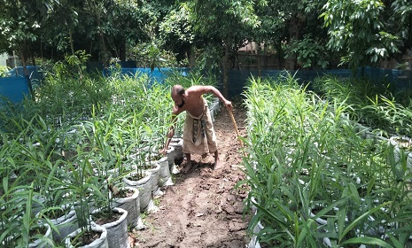 ভৈরবে বস্তায় আদা চাষে আগ্রহী হচ্ছেন কৃষক