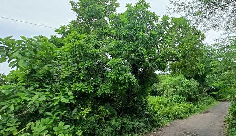 কালের সাক্ষী মহম্মদপুরের ৭ হিজল গাছ তলা