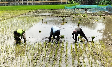 গোপালগঞ্জে প্রায় ৩২ হাজার টন আমন উৎপাদনের লক্ষ্য