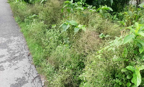 বিষাক্ত পার্থেনিয়াম উদ্ভিদে সয়লাব ঈশ্বরদী, ঝুঁকিতে ফসল, গবাদি পশু এবং মানবদেহ