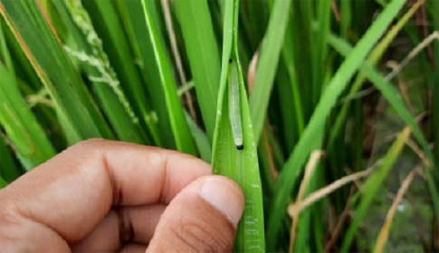 আমন ক্ষেতে পাতা মোড়ানো পোকার আক্রমণ