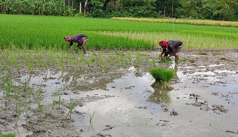 শরণখোলায় পুরোদমে শুরু হয়েছে আমন চাষাবাদ 