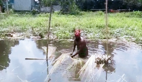 টাঙ্গাইলে সোনালি আঁশ আর রুপালি কাঠিতে কৃষকের মুখে হাসি 