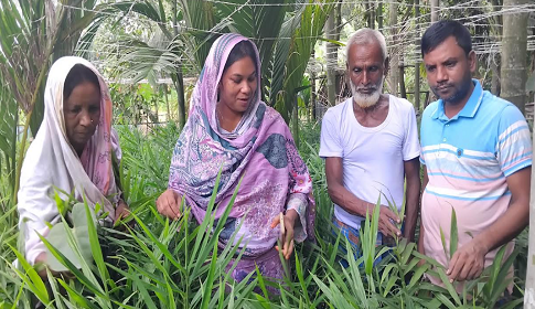 বস্তায় আদা চাষ করে স্বপ্ন বুনছেন পলাশবাড়ীর কৃষক আল আমিন