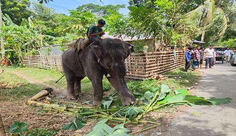 কোটালীপাড়ায় হাতির পায়ে পিষ্ট হয়ে মাহুত নিহত