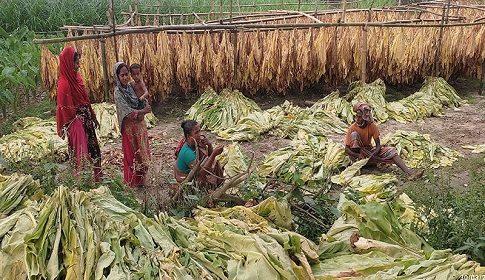 রাজবাড়ীতে হঠাৎ বেড়েছে তামাক চাষ