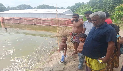 মহম্মদপুরে দুর্বৃত্তদের ছোড়া গ্যাস ট্যাবলেটে ৫ লাখ টাকার মাছের ক্ষতি 