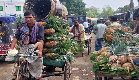 এবার জিআই পণ্যের স্বীকৃতি পেল মধুপুরের আনারস 