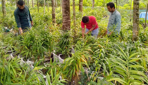 গৌরনদীতে বাণিজ্যিক ভাবে বস্তায় আদা চাষ