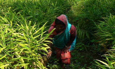 নড়াইলে জলাবদ্ধ জমিতে বস্তা পদ্ধতির আদা চাষে সফলতা