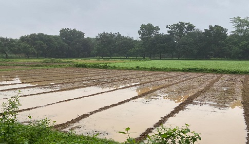 টানা বৃষ্টিতে গাজীপুরে শীতের আগাম সবজি চাষিদের ব্যাপক ক্ষতির আশংকা