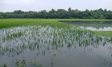 ভারী বর্ষণে তলিয়ে গেছে এতিমদের ধান