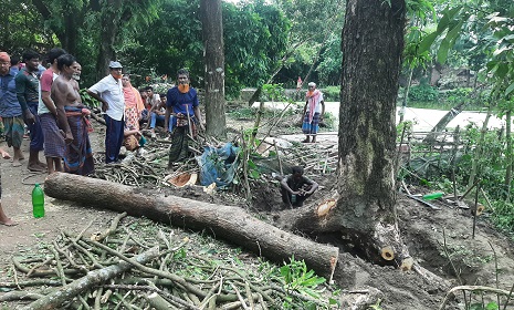 সাতক্ষীরায় দেবত্ব সম্পত্তি দখল করে কাটা হচ্ছে গাছ