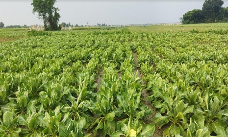 রাজবাড়ীতে ২৫০০ টন আগাম শীতকালীন সবজি উৎপাদনের প্রত্যাশা