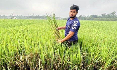 ঝিনাইদহে ধানক্ষেতে ‘খোলপচা’ রোগ