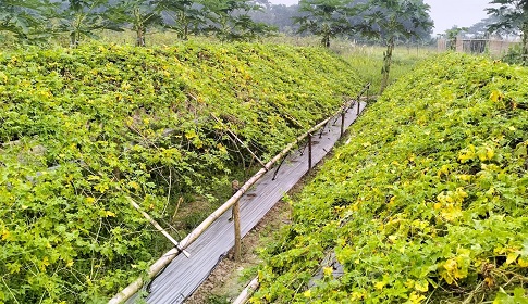 সবজি চাষে সফল শিক্ষক কালাম হোসেন