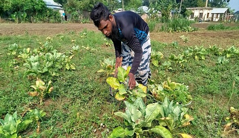 ফুলকপিতে পচন, লোকসানে রাজবাড়ীর কৃষকরা