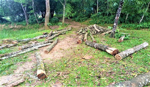 মধুপুরে সরকারি গাছ কেটে বিক্রির অভিযোগ