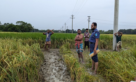 ধানক্ষেত থেকে অর্ধগলিত অজ্ঞাত যুবতীর লাশ উদ্ধার