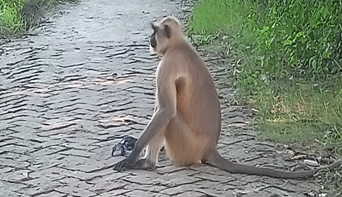 মহম্মদপুরের লোকালয়ে কালোমুখ হনুমান