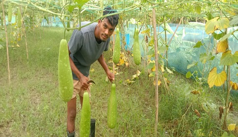 সালথায় লাউ-সবজি চাষ করে চমক সৃষ্টি করেছে আল আমিন শেখ